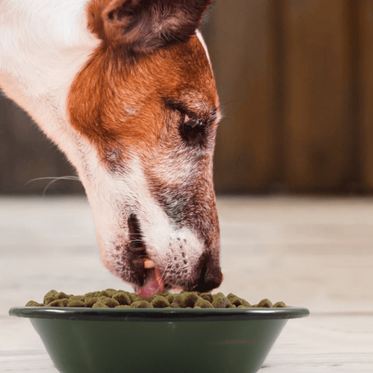 Pote Pet - nº 16 (VERDE)